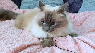 Playful Ragdoll Cat Evie