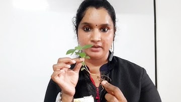 Class 8 Biology Chapter 2 CELL CLUSTERS (Part 3)