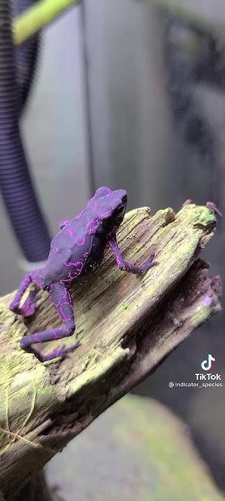 frog-eats-a-fly-shorts-ecosenpai-youtube