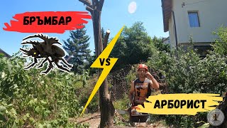 картинка: Изненади в края на деня (НАПАДАТЕЛЯ се оказа БРЪМБАР)!