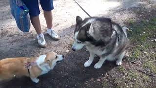 Wolf with Blue Eyes: Husky Story by Dogs A-Z 314 views 8 months ago 2 minutes