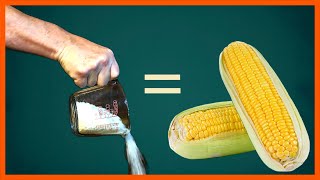 DON&#39;T FERTILIZE SWEET CORN WRONG - DO THIS!    #fertilizingcorn #growingsweetcorn #sweetcorn