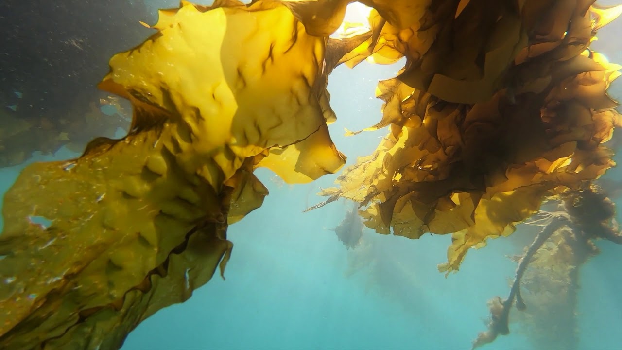 Kodiak Kelp Company Sugar Kelp YouTube
