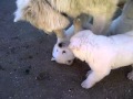 Akita mom and pups