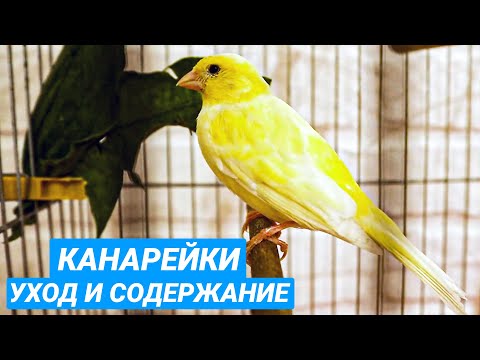 Канарейки - уход и содержание