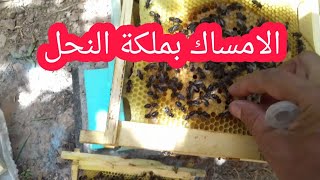 الطريقة الصحيحة للامساك بملكة النحل بأصابع اليد/ Catching the bee queen