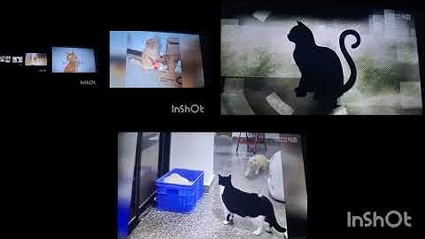 up to faster 89 parison to konuşan kediler 