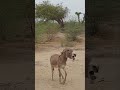 Animal donkeys