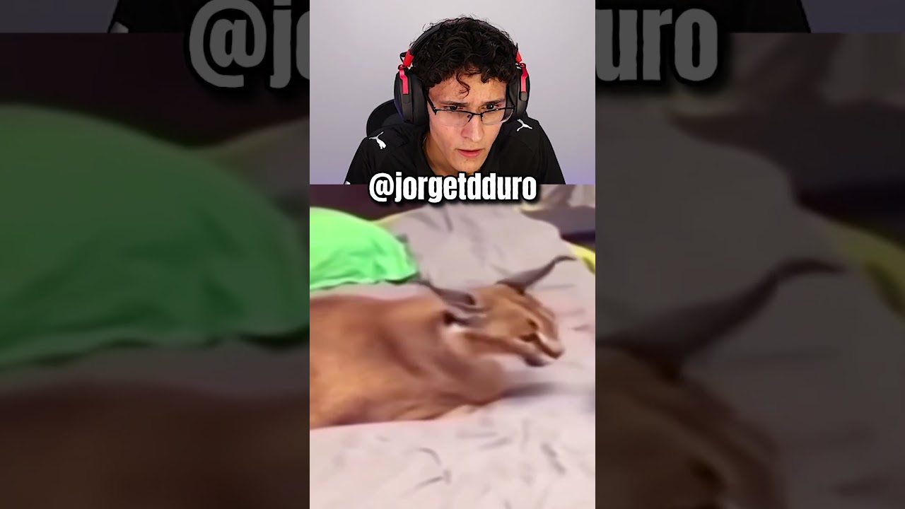 gato balão KDJASKDAS