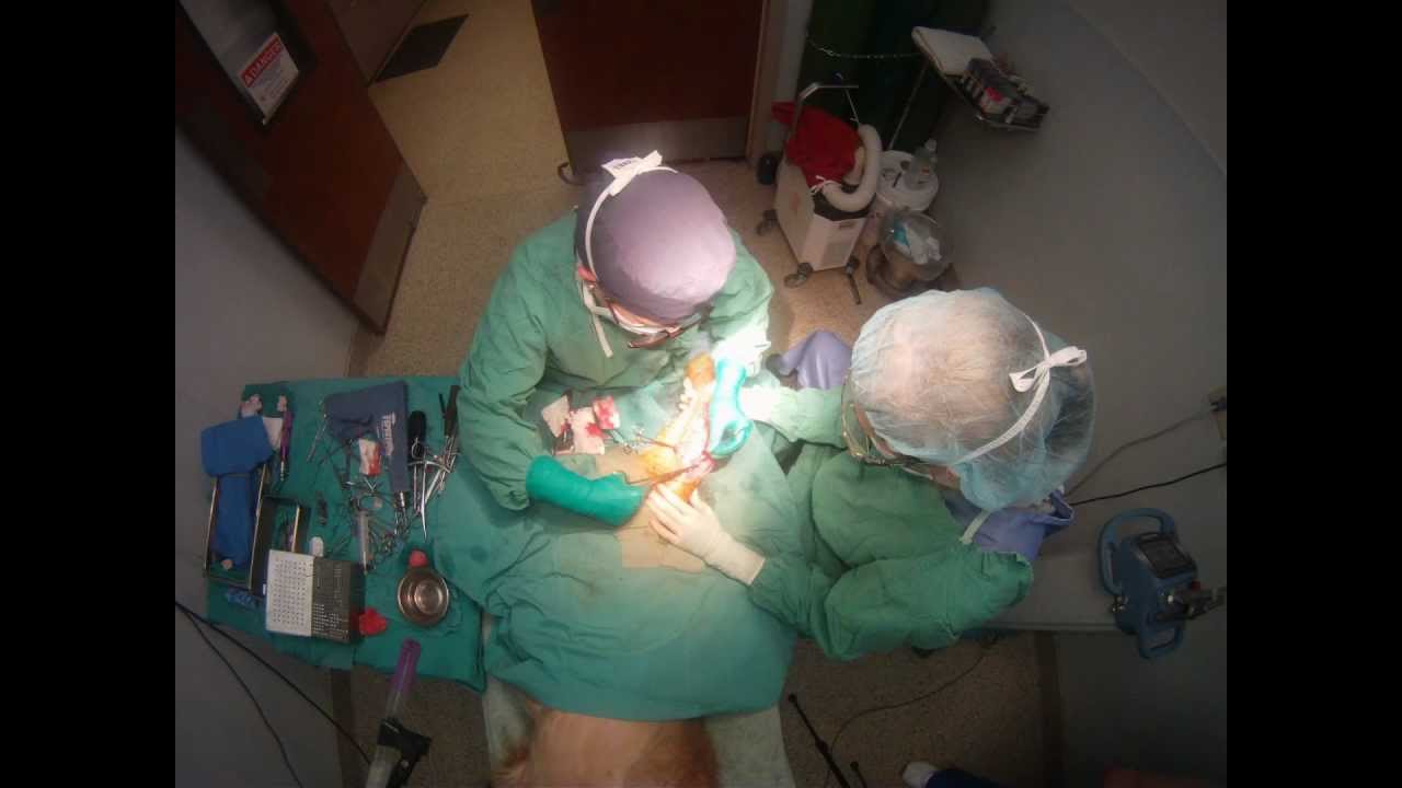 Canine Knee Surgery Willamette Valley Animal Hospital YouTube