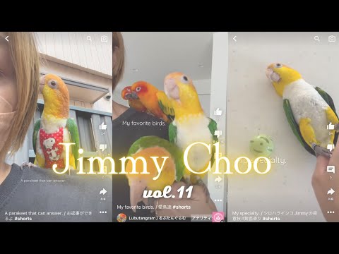 white bellied caique Jimmy & Choo vol.11/ シロハラインコ ジミー & チュー vol.11