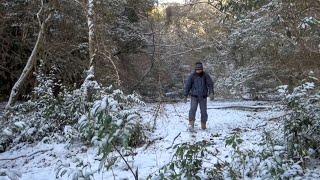 冬の裏山でアカシデの苗木を山採り ♯617 - YouTube