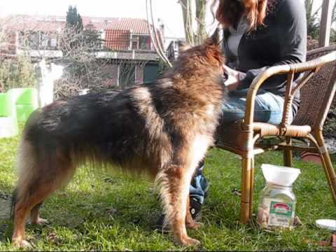 how to learn a dog to accept a muzzle.wmv