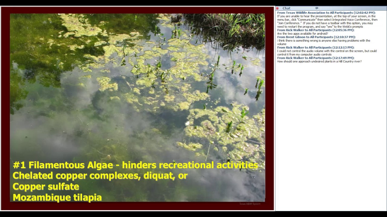 aquatic vegetation identification and control options wildlife for aquatic plants identification