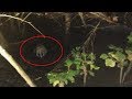 5 creatures  cryptids filmed in forests caught on tape bigfoot monster