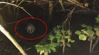 5 Creatures Cryptids Filmed In Forests Caught On Tape Bigfoot Monster
