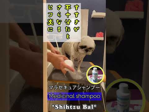 シーズー犬バル君のシャンプー マラセチア皮膚炎が再発しました Youtube