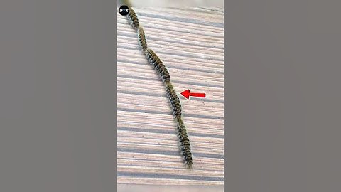 Never Touch This Caterpillar | #shorts