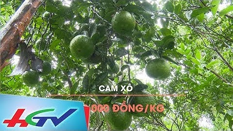 Cam sành rớt giá | BẢN TIN KINH TẾ NÔNG NGHIỆP - 9/4/2018
