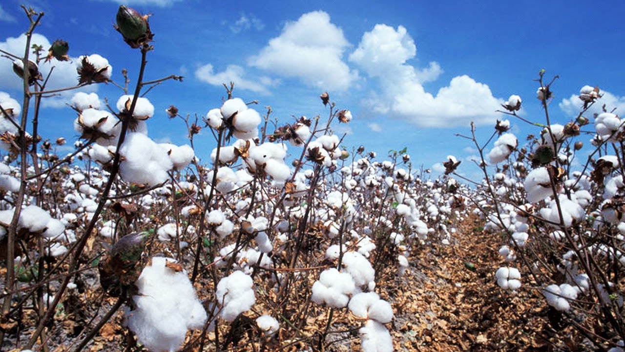 Falling Cotton Prices to Boost Denim Manufacturers Like Guess? - YouTube