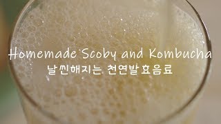 โฮมเมด Kombucha & Scoby จาก Scratch - ล็อกทำภาพยนตร์ - การหมักง่าย