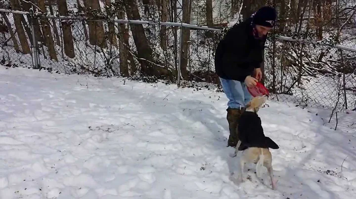 Newman the Whippet Playing Frisbee in Snow