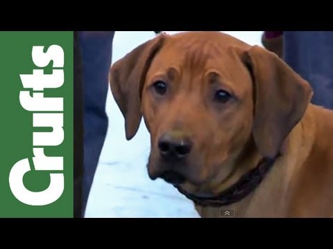 Video: Westminster Dog Show 2015: rasen mest sannsynlig å vinne