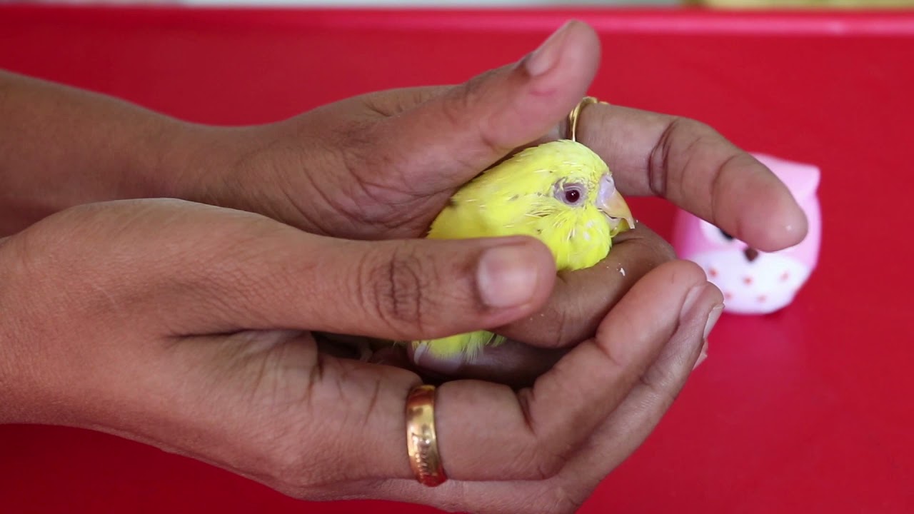 How to trim overgrown beak of budgies