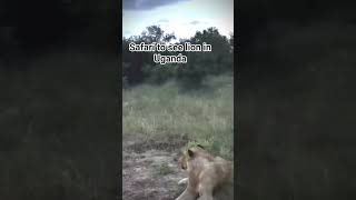 #animals #wildlife #uganda #lion #kenya #kenya #burundi #ethiopia #worldcup #congo #portugal #jungl