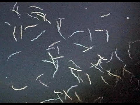 ヤマトカワゴカイの生殖群泳 Reproductive Swarming Of Polychaeta Worm Youtube