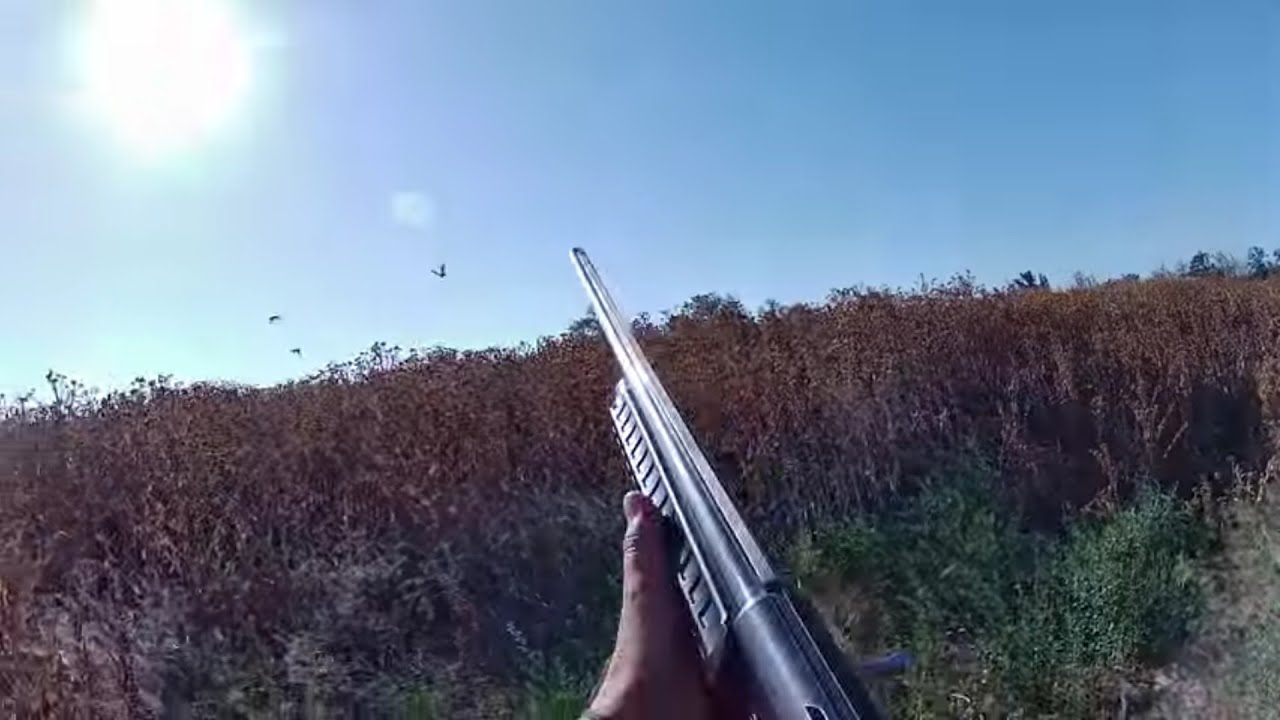 Отличное открытие на куропатку