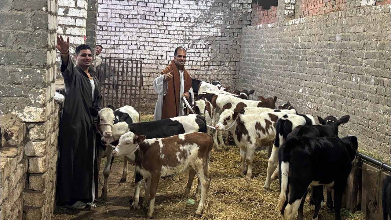 ‏الحق نفسك وركز في سعر العجلات وتواصل مع الحاج حمادة أبو الحاج أحجز￼01091804998@01022537846