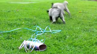 Pug Puppies For Sale by Greenfield Puppies 57 views 3 days ago 53 seconds