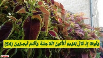 سورة النمل / ولوطا إذ قال لقومه أتأتون الفاحشة ... / القارئ _ شعبان أحمد
