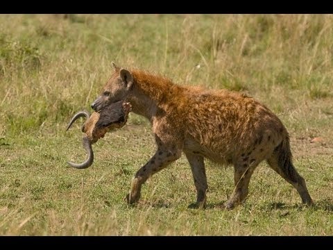 Суперский фильм о ГИЕНАХ! Документальные фильмы