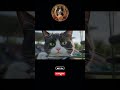 Olimpiyat Oyunları Bölüm 4 / Olympic Games Episode 4 #kedi #olimpiyat #cat #olimpics #shorts