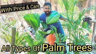 All Types of Palm Trees | How to Grow variety of Palm Trees In India | #Palm Care & Price