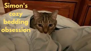 2023 June 23 | Simon the tabby cat | American shorthair | Cat's cozy bedding obsession