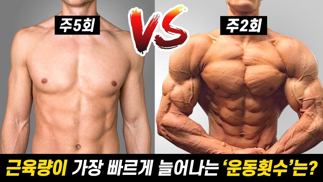 Update 일주일에 몇번 운동해야 '근육'이 잘 늘어날까?