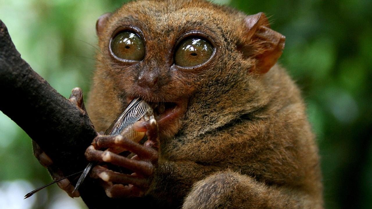 World's weirdest. филиппинский долгопят (tarsius syrichta). Neon killer. World's weirdest. World's weirdest.