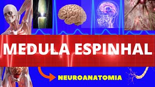 MEDULA ESPINHAL (ANATOMIA HUMANA) - VIAS ASCENDENTES E DESCENDENTES - NEUROANATOMIA