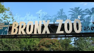 Visiting Animals in Bronx Zoo | in the Bronx | New York City | United States