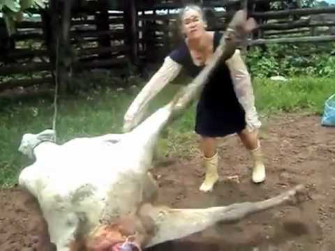 woman-kicked-to-the-face-by-birthing-cow-in-super-slow-motion