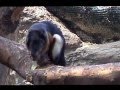 Ein Schönhörnchen beim fressen