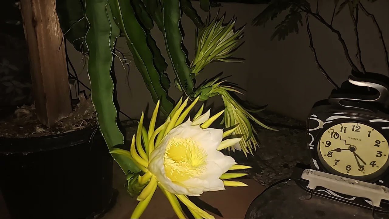 Dragon Flower Time Lapse Sept 2025