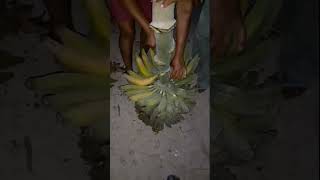 cacho de banana gigante