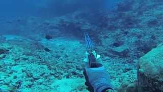 Spearfishing Coral Sea 2014 (Willis Island)