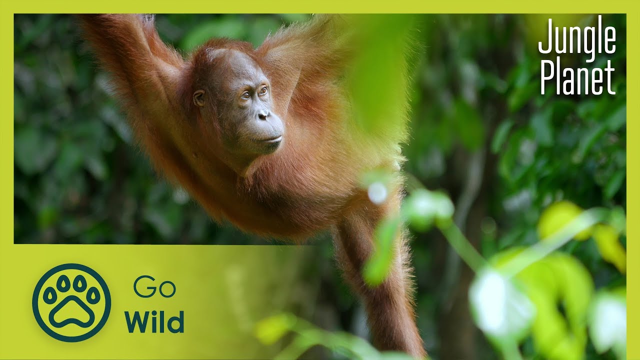 The Ancient Jungle: South East Asia & Borneo