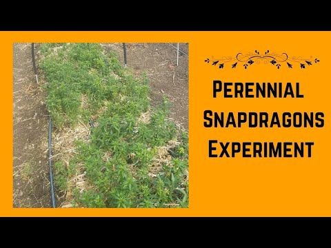 Video: Ar Snapdragons yra vienmečiai ar daugiamečiai augalai – vienmečių ir daugiamečių Snapdragonų skirtumas