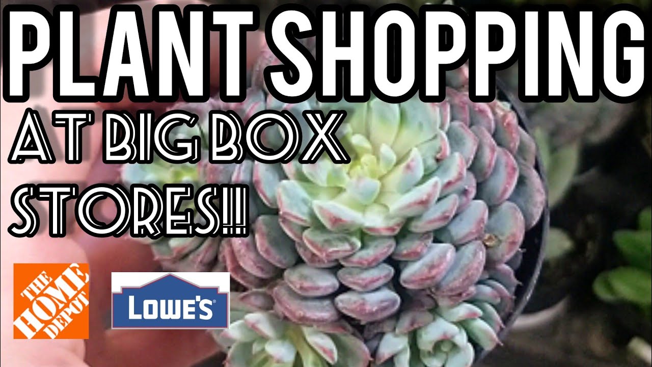 Unbranded Earthworm Castings Plant Food 35941624 The Home Depot